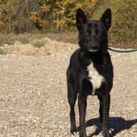 Nisha sucht liebevolle Familie...., Hündin zur Adoption