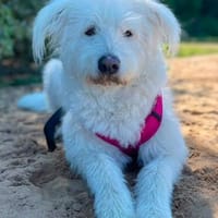 Liebe  Lucy  wartet bereits in 22145 Hamburg, Hündin zur Adoption