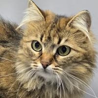 SONJA&SORAYA  suchen gemeinsam!, Katze zur Adoption