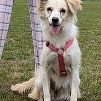 Süsse Sweety sucht aktive Menschen, Hündin zur Adoption