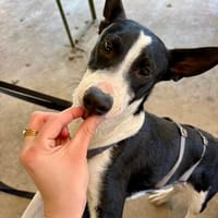 Marlo, menschenbezogen, verspielt, agil, Hund zur Adoption