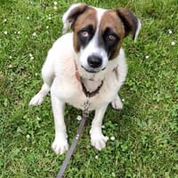 Sensibler Dallas sucht Dich, Hund zur Adoption