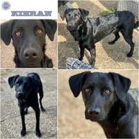 KIERAN ° zarter Hundebub, Hund zur Adoption