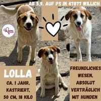 💕 Lolla 💕 sucht ihr für immer Zuhause, Hündin zur Adoption