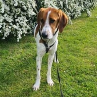 Jerry sucht sein Zuhause, Hund zur Adoption