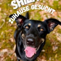 Shila sucht ihr Zuhause. 🤍, Hündin zur Adoption