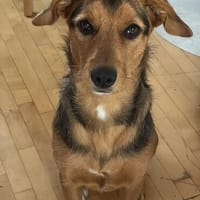 Laika  sensible Hundeseele sucht souveräne Menschen,, Hündin zur Adoption