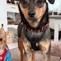 Sanfter Tiaro sucht dich, Hund zur Adoption