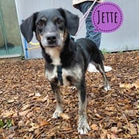 Jette ein kleiner Goldschatz, Hündin zur Adoption