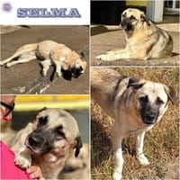 SELMA ° Traumhündin sucht ihre eigenen Menschen, Hündin zur Adoption