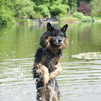 Verschmuster Bruno sucht sein Zuhause, Hund zur Adoption