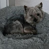 Nevan, Hund zur Adoption