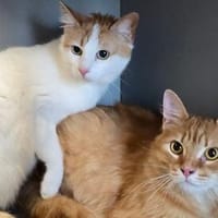 NANA&NOLAN  Zwei liebe Samtpfoten!, Kater zur Adoption