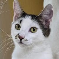 IVA -  fröhliches kleines Powerpaket!, Katze zur Adoption