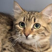 ASHLEY&ANIKA - gemeinsam ins Glück!, Katze zur Adoption