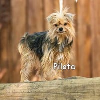 PILOTA, Hund zur Adoption