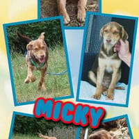 bezaubernder Welpenjunge Micky auf PS 92348, Hund zur Adoption
