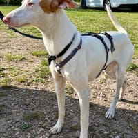 Bombon, lernwillig, freundlich, verspielt, Hund zur Adoption
