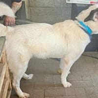 Naira sucht ein neues Zuhause, Hündin zur Adoption