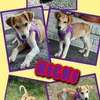 fröhlicher Welpenjunge Ricki auf PS in 91278, Hund zur Adoption