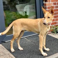 Mio, freundlich, lebendig, angstfrei, Hund zur Adoption