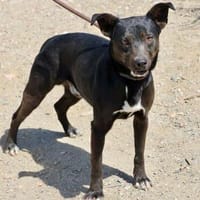 Malcolm, klug, freundlich, liebevoll, Hund zur Adoption
