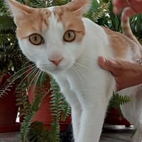super lieber Quino, Kater zur Adoption