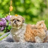 Nitro, Hund zur Adoption