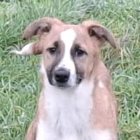 Ein Herz für Pechvogel Rocky?, Hund zur Adoption
