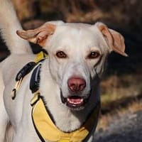 Alex - wartet in 65232 Taunusstein, Hund zur Adoption