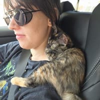 Liebe Katzenkinder Cali, Tina und Eddie, Kater zur Adoption