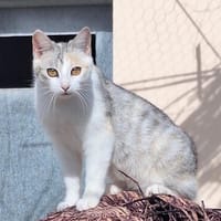 Süßes Katzenmädchen Nevada, Katze zur Adoption