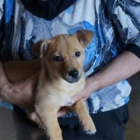 Megan ❤, Hündin zur Adoption