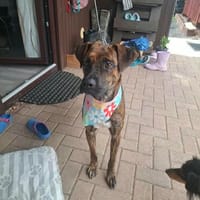 Rita 💚💚💚 wartet auf ihre Chance, Hündin zur Adoption