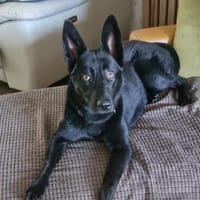 Soley💕wartet in 51469 Bergisch-Gladbach, Hündin zur Adoption