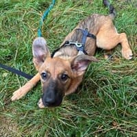 Welpenmädchen Aska sucht Familie, Hündin zur Adoption