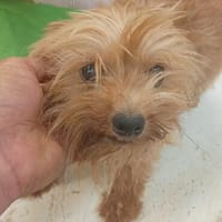 Jazmin zarte Yorkie-Dame sucht ihr liebevolles Zuhause, Hündin zur Adoption