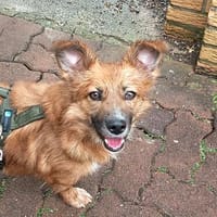 Jerome - freundlich und verträglich, Hund zur Adoption