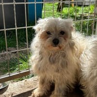 Diddy PP  vorsichtiger Malteser-Senior, Hund zur Adoption