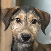 Woody, geb. ca. 02/2026, 87763 Lautrach, Hund zur Adoption