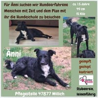 🐾Unsere liebe Änni sucht ihr Zuhause 🐾, Hündin zur Adoption