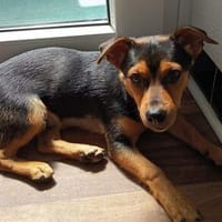 Nugget💕wartet in Hannover auf seine Familie, Hund zur Adoption