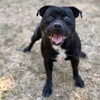 Tyron CAA15935, chien à adopter
