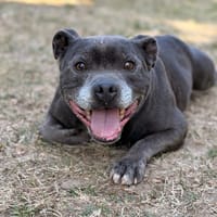 Oxmo CAA15938, chien à adopter