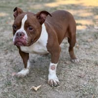 Micky CAA15944, chien à adopter