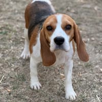 Victoria CAA15955, chienne à adopter