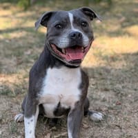 Uzo CAA15934, chien à adopter