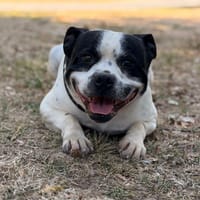 Uty CAA15936, chien à adopter