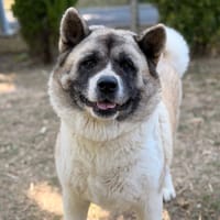 Sheyenne CAA15947, chienne à adopter