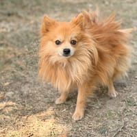 Valse CAA15953, chien à adopter